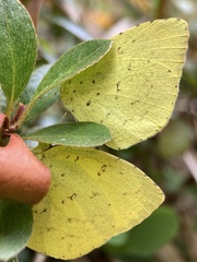 Eurema mandarina