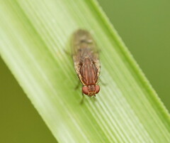 Heleomyzidae
