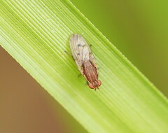 Heleomyzidae