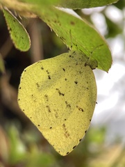 Eurema mandarina
