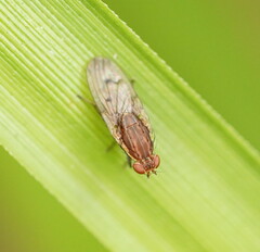 Heleomyzidae