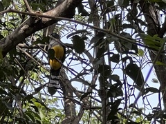 Trogon melanocephalus