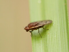 Heleomyzidae