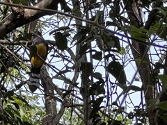 Trogon melanocephalus