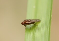 Heleomyzidae
