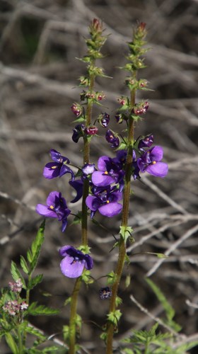 Image of Diascia veronicoides by (c) Tony Rebelo, some rights reserved (CC BY-SA)