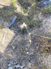 Froelichia floridana