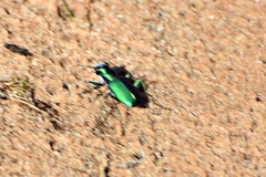 Cicindela scutellaris