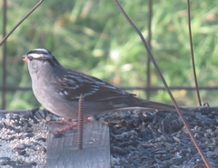 Zonotrichia leucophrys