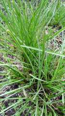 Valeriana officinalis