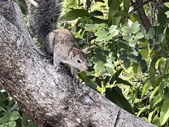 Sciurus yucatanensis