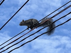 Sciurus yucatanensis