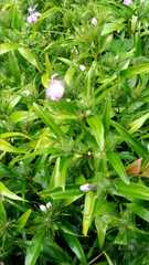 Sambucus canadensis