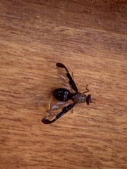 Diacrita costalis