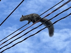 Sciurus yucatanensis