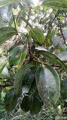Cinnamomum verum