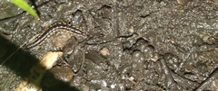 Asiomorpha coarctata