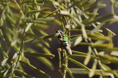 Phaedrotettix