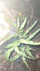 Lygodium japonicum