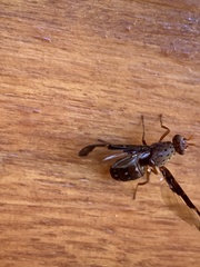Diacrita costalis