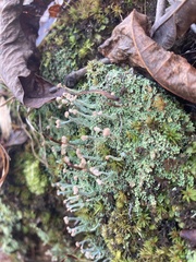 Cladonia peziziformis
