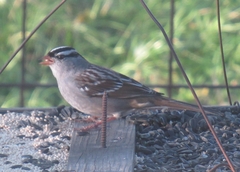 Zonotrichia leucophrys