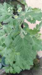 Anthemideae