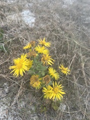 Heterotheca subaxillaris