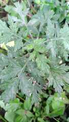Artemisia absinthium