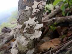 Schizophyllum