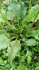 Plantago