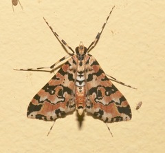 Conchylodes bryophilalis