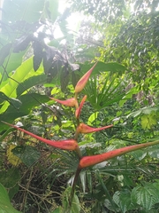 Heliconia latispatha