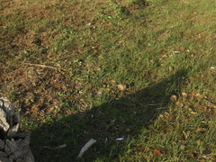 Vanellus chilensis