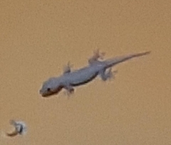 Sauria