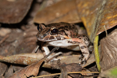 Leptodactylus ventrimaculatus
