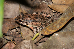 Leptodactylus ventrimaculatus