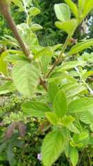 Salvia scutellarioides