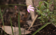 Caladenia fuscata