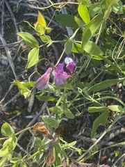 Lathyrus nervosus
