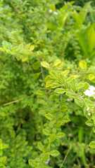 Lippia graveolens