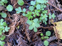 Nemophila parviflora