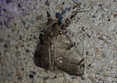 Dasychira vagans