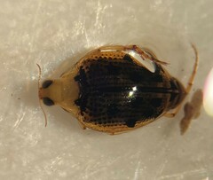 Peltodytes litoralis