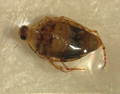 Peltodytes litoralis