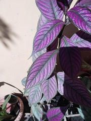 Strobilanthes auriculata