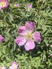 Rosa rubiginosa