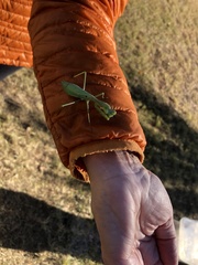 Stagmomantis limbata