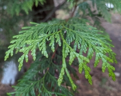 Thuja plicata