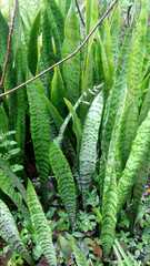 Sansevieria